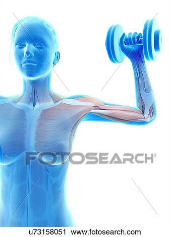Clip Art - "Muscles of weight lifter, illustration". Fotosearch