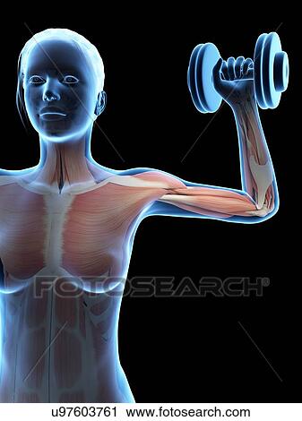 "Muscles of weight lifter, illustration" View Large Illustration Clip Art - "Muscles of weight lifter, illustration". Fotosearch