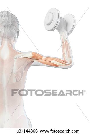 Drawing - "Muscles of weight lifter, illustration". Fotosearch