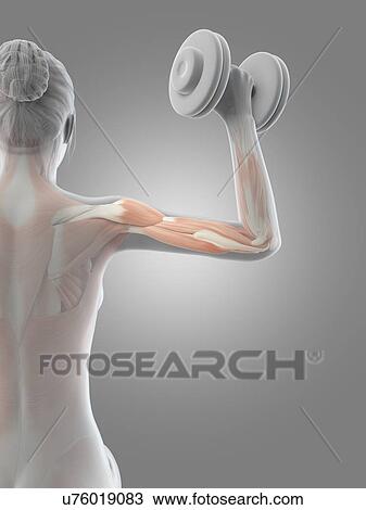 "Muscles of weight lifter, illustration" View Large Illustration Drawing - "Muscles of weight lifter, illustration". Fotosearch
