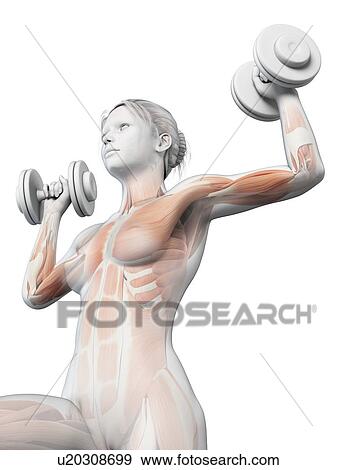 "Muscles of weight lifter, illustration" View Large Illustration Stock Illustration - "Muscles of weight lifter, illustration". Fotosearch