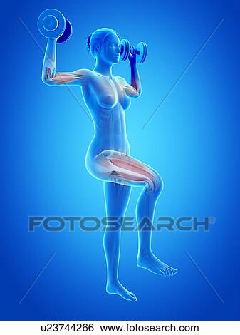"Muscles of weight lifter, illustration" View Large Illustration Stock Illustration - "Muscles of weight lifter, illustration". Fotosearch