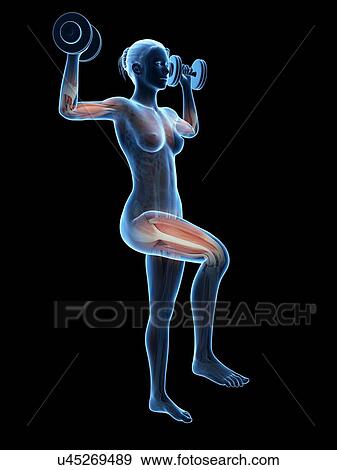 "Muscles of weight lifter, illustration" View Large Illustration Stock Illustration - "Muscles of weight lifter, illustration". Fotosearch
