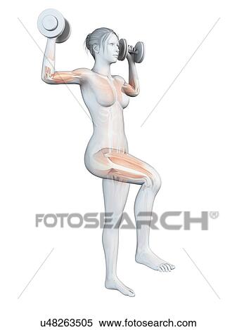 Stock Illustration - "Muscles of weight lifter, illustration". Fotosearch