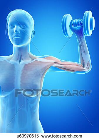"Muscles of weight lifter, illustration" View Large Illustration Stock Illustration - "Muscles of weight lifter, illustration". Fotosearch