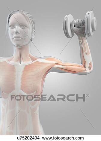 "Muscles of weight lifter, illustration" View Large Illustration Stock Illustration - "Muscles of weight lifter, illustration". Fotosearch