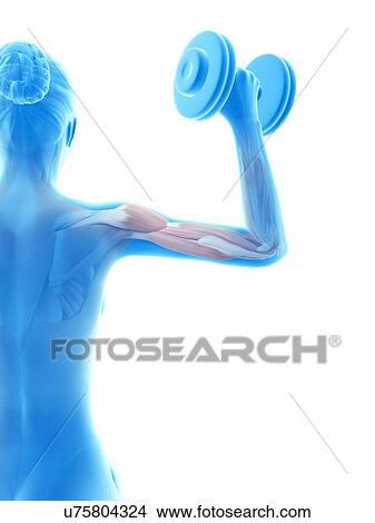 Stock Illustration - "Muscles of weight lifter, illustration". Fotosearch