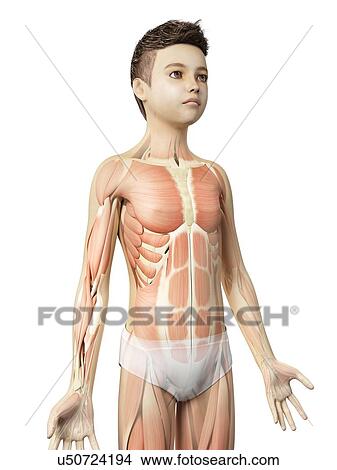 "Muscular system of a boy, illustration" View Large Illustration Stock Illustration - "Muscular system of a boy, illustration". Fotosearch
