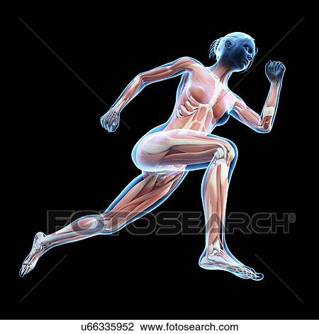 "Muscular system of jogger, illustration" View Large Illustration Drawing - "Muscular system of jogger, illustration". Fotosearch