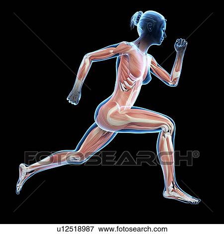 "Muscular system of jogger, illustration" View Large Illustration Stock Illustration - "Muscular system of jogger, illustration". Fotosearch