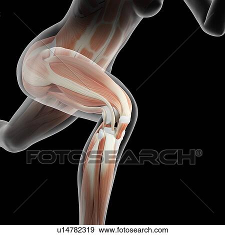 "Muscular system of jogger, illustration" View Large Illustration Stock Illustration - "Muscular system of jogger, illustration". Fotosearch