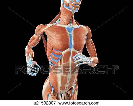 Stock Illustration - "Muscular system of jogger, illustration". Fotosearch