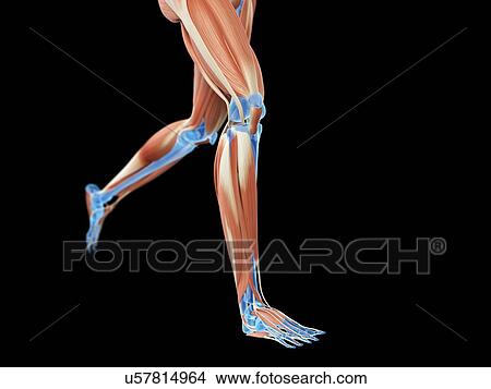 Stock Illustration - "Muscular system of jogger, illustration". Fotosearch