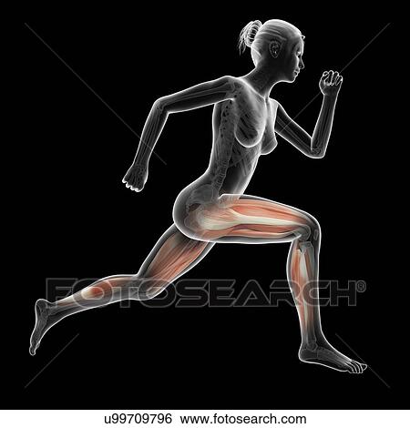 "Muscular system of jogger, illustration" View Large Illustration Stock Illustration - "Muscular system of jogger, illustration". Fotosearch