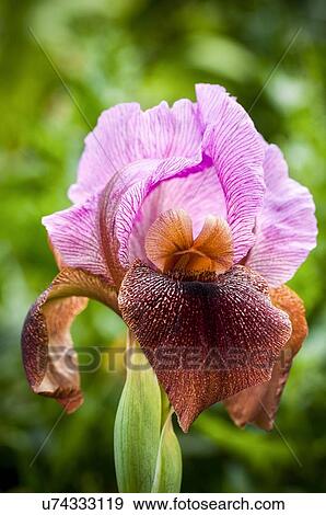 Stock Illustration - Nazareth Iris (Iris bismarckiana). Fotosearch