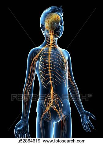 "Nervous system of a boy, illustration" View Large Illustration Stock Illustration - "Nervous system of a boy, illustration". Fotosearch