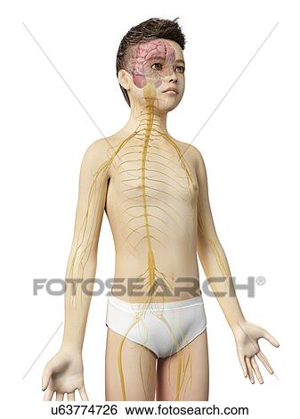 Stock Illustration - "Nervous system of a boy, illustration". Fotosearch