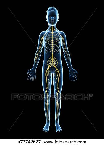 "Nervous system of a boy, illustration" View Large Illustration Stock Illustration - "Nervous system of a boy, illustration". Fotosearch