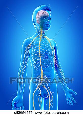 "Nervous system of a boy, illustration" View Large Illustration Stock Illustration - "Nervous system of a boy, illustration". Fotosearch