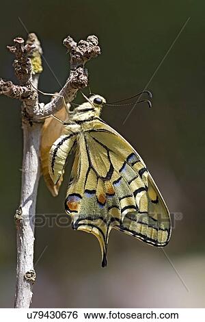 Old World Swallowtail (Papilio machaon) View Large Illustration Stock Illustration - Old World Swallowtail (Papilio machaon). Fotosearch