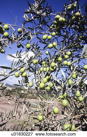 Stock Illustration - Olive Tree. Fotosearch