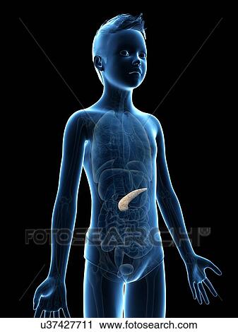 "Pancreas of a boy, illustration" View Large Illustration Clip Art - "Pancreas of a boy, illustration". Fotosearch