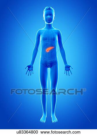 Clipart - "Pancreas of a boy, illustration". Fotosearch