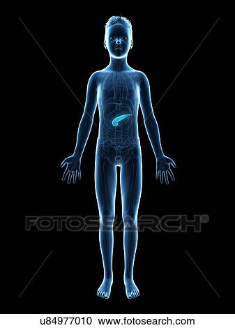 "Pancreas of a boy, illustration" View Large Illustration Clipart - "Pancreas of a boy, illustration". Fotosearch