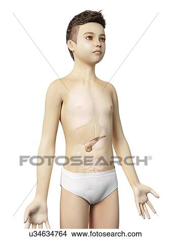 "Pancreas of a boy, illustration" View Large Illustration Stock Illustration - "Pancreas of a boy, illustration". Fotosearch