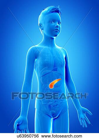 Stock Illustration - "Pancreas of a boy, illustration". Fotosearch