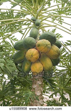 Papaya (Carica papaya) View Large Illustration Stock Illustration - Papaya (Carica papaya). Fotosearch