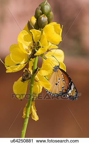 Plain Tiger Butterfly View Large Illustration Clip Art - Plain Tiger Butterfly. Fotosearch