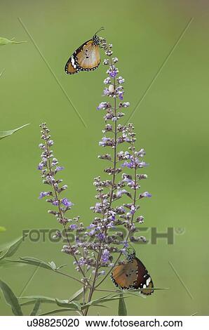 Plain Tiger Butterfly View Large Illustration Clipart - Plain Tiger Butterfly. Fotosearch