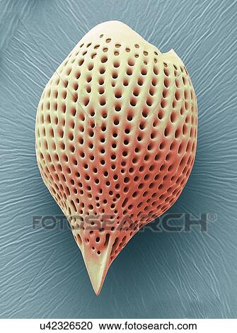 "Radiolarian, SEM" View Large Illustration Clipart - "Radiolarian, SEM". Fotosearch