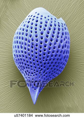 "Radiolarian, SEM" View Large Illustration Stock Illustration - "Radiolarian, SEM". Fotosearch