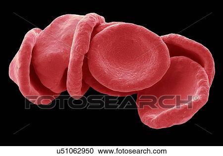 Clipart - "Red blood cells, SEM". Fotosearch