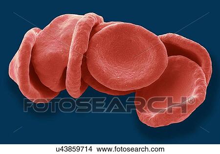 Stock Illustration - "Red blood cells, SEM". Fotosearch
