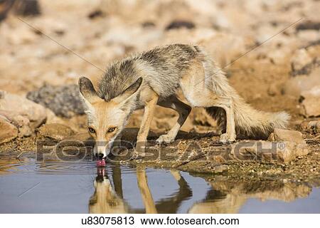 Red Fox (Vulpes vulpes). View Large Illustration Drawing - Red Fox (Vulpes vulpes).. Fotosearch