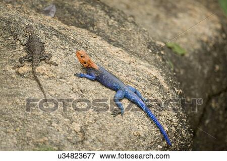 Red-headed Rock agama View Large Illustration Stock Illustration - Red-headed Rock agama. Fotosearch