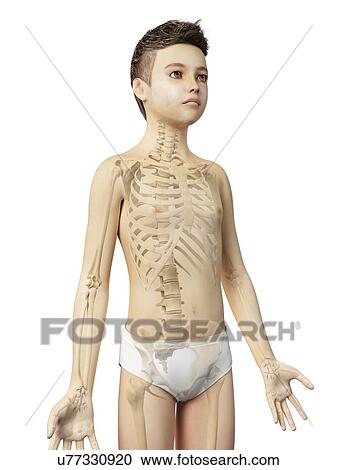 Clipart - "Skeletal system of a boy, illustration". Fotosearch