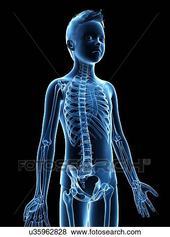 "Skeletal system of a boy, illustration" View Large Illustration Stock Illustration - "Skeletal system of a boy, illustration". Fotosearch