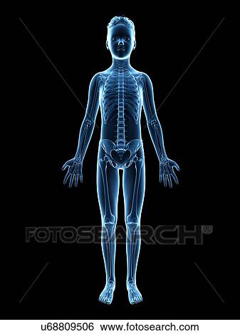 "Skeletal system of a boy, illustration" View Large Illustration Stock Illustration - "Skeletal system of a boy, illustration". Fotosearch