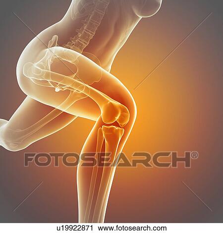 Clip Art - "Skeletal system of jogger, illustration". Fotosearch