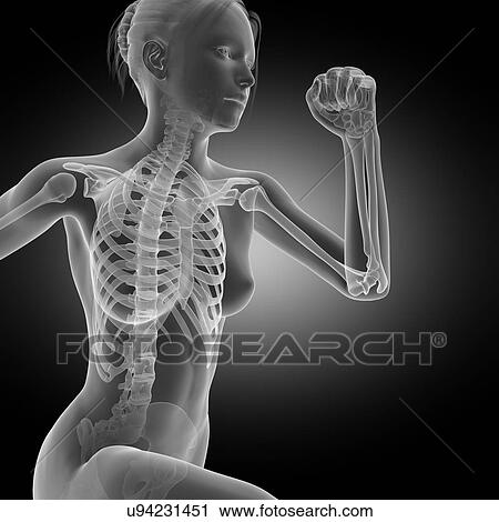"Skeletal system of jogger, illustration" View Large Illustration Clip Art - "Skeletal system of jogger, illustration". Fotosearch