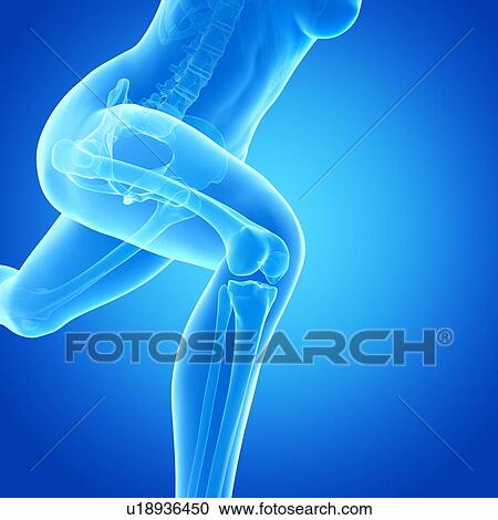 "Skeletal system of jogger, illustration" View Large Illustration Clipart - "Skeletal system of jogger, illustration". Fotosearch