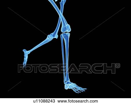 "Skeletal system of jogger, illustration" View Large Illustration Drawing - "Skeletal system of jogger, illustration". Fotosearch