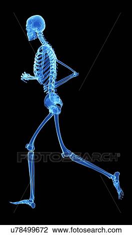 "Skeletal system of jogger, illustration" View Large Illustration Drawing - "Skeletal system of jogger, illustration". Fotosearch