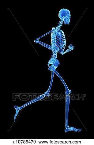 "Skeletal system of jogger, illustration" View Large Illustration Stock Illustration - "Skeletal system of jogger, illustration". Fotosearch