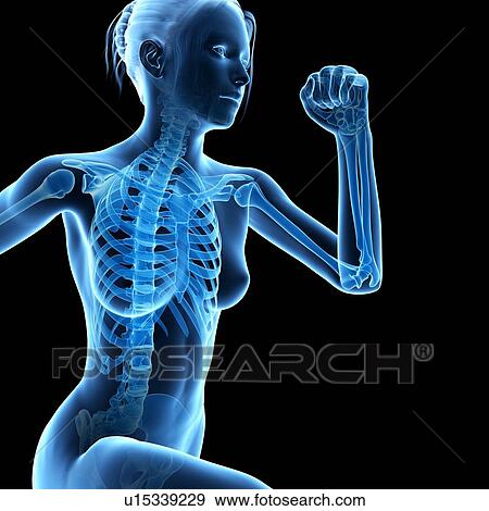 "Skeletal system of jogger, illustration" View Large Illustration Stock Illustration - "Skeletal system of jogger, illustration". Fotosearch