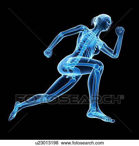 Stock Illustration - "Skeletal system of jogger, illustration". Fotosearch